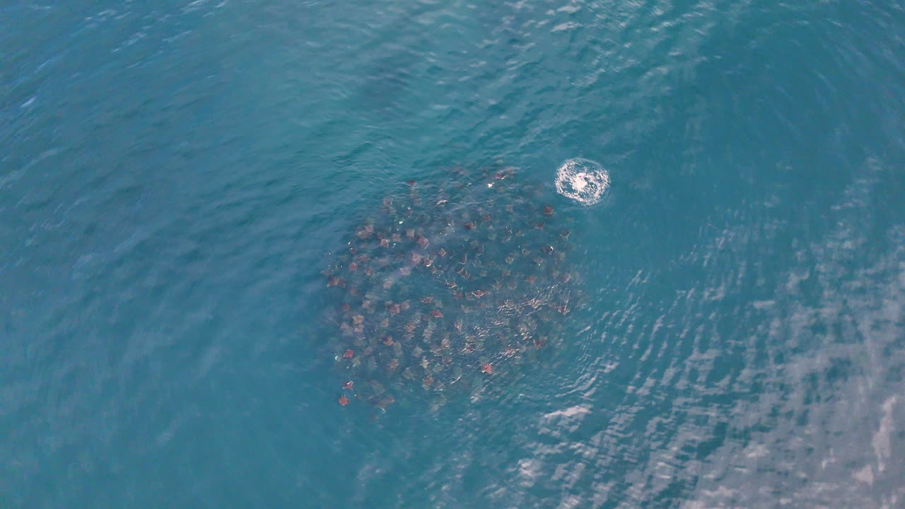 Drone footage of a school of stingrays swimming near the surface off the coast of Baja California, epic marine wildlife footage. With stingrays jumping out of the water.