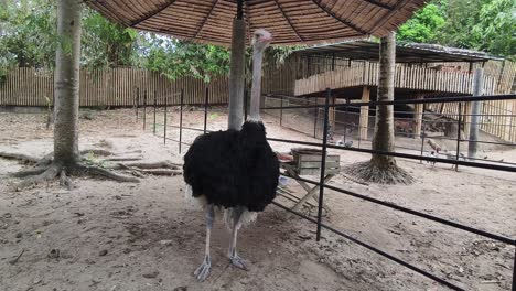 ostrich in a zoo enclosure