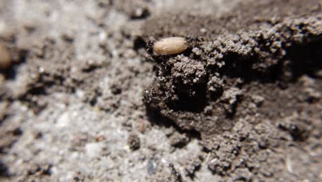 Macro-De-Hormigas-Armadas-Llevando-Huevos.-Fotografía-De-Cerca