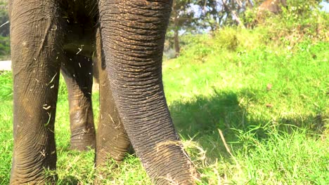 Elephants-of-Thailand