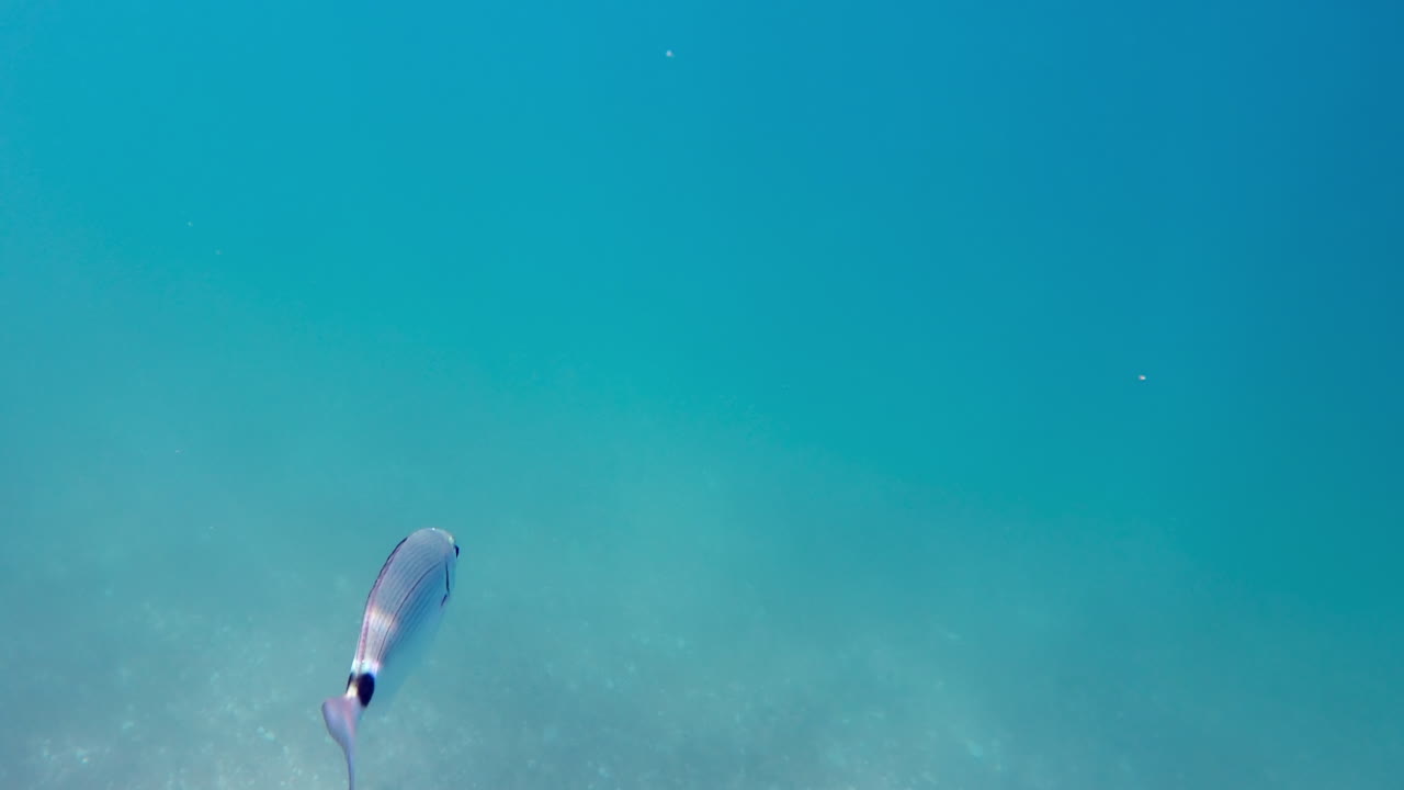 A few Saddled Seabream fish swimming in the sea