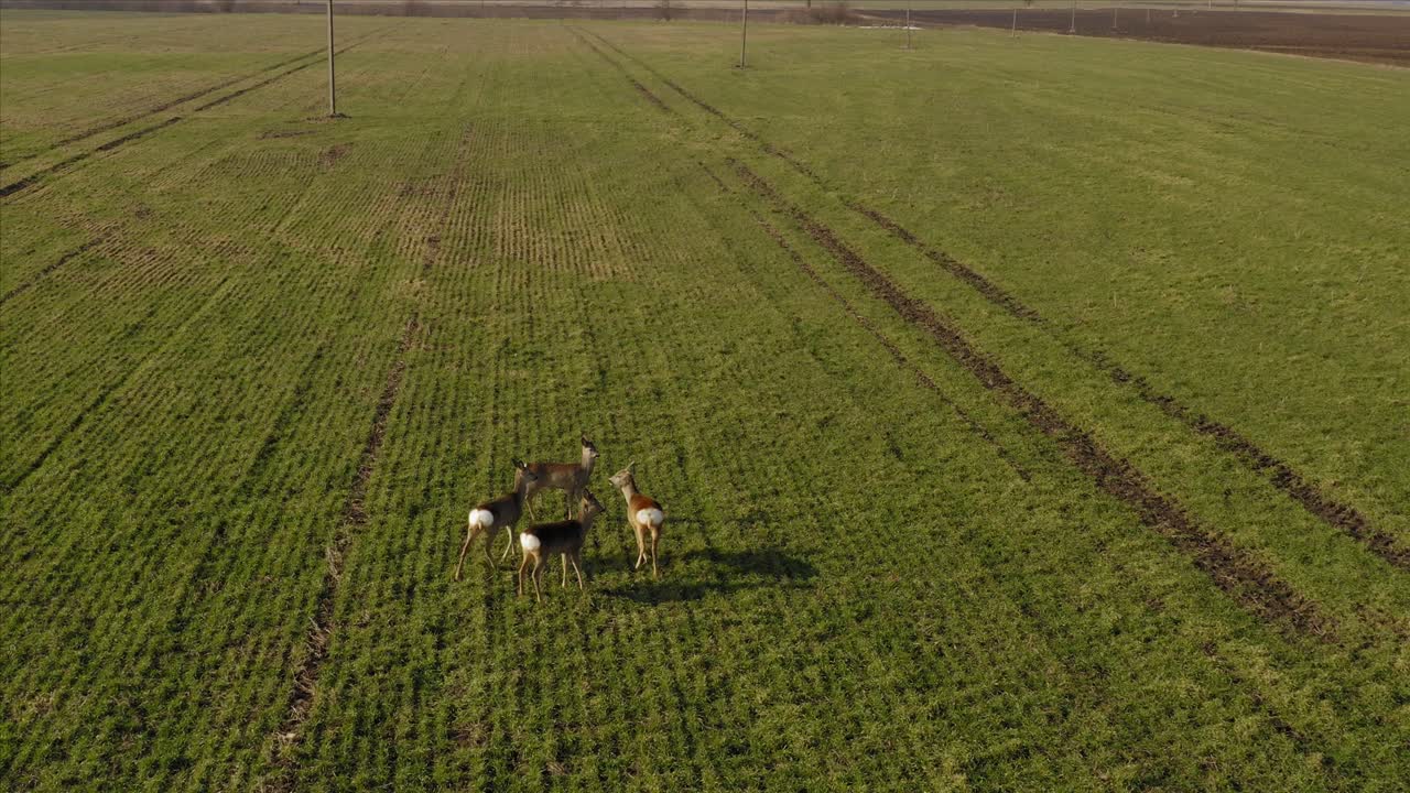 corzo caminando en el campo agrícola