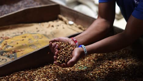 manos recogiendo granos de café, granos de café, diferentes tipos de café, frijoles secos, turismo, costa rica