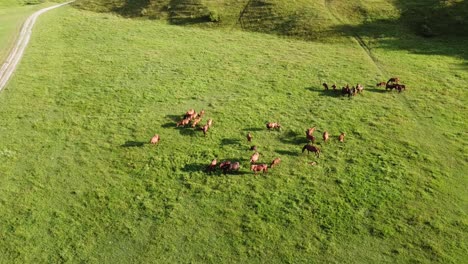 aerial drone video, flying over a herd of horses