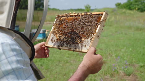 male apiarist looking closely at honeycomb frame and bees on it. man in protective hat checking the harvest. nature backdrop.