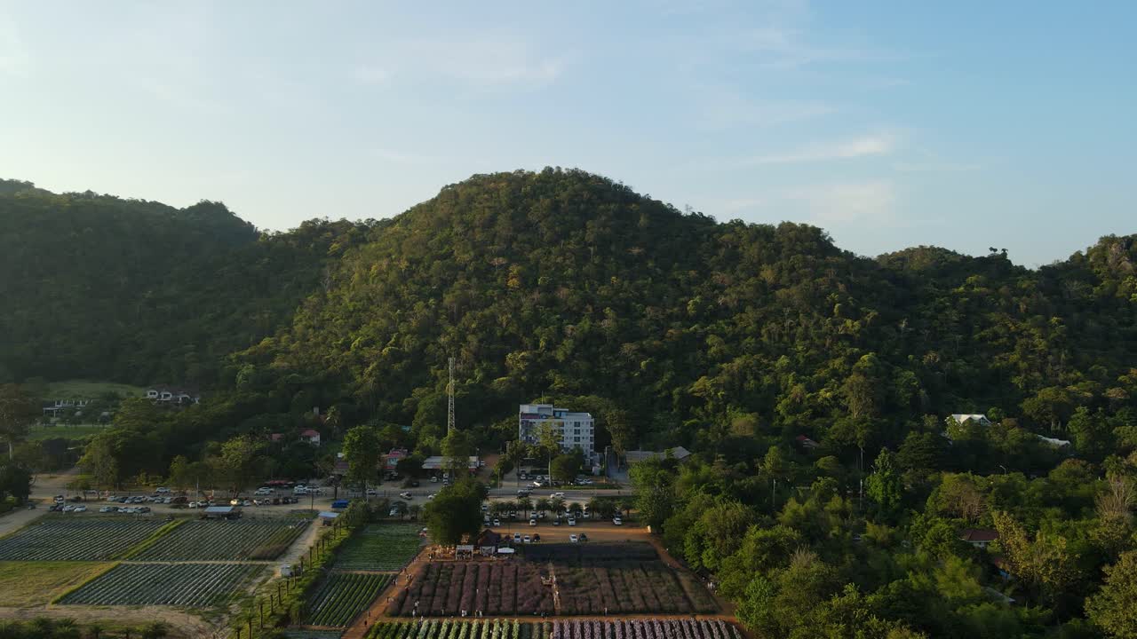 imágenes aéreas estables del parque de flores de hokkaido en khao yai mientras los vehículos se mueven por la carretera en pak chong, tailandia