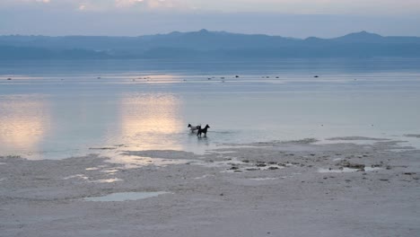 twee speelse honden rennen en spetteren in het zeewater tijdens de zonsopgang op een afgelegen tropisch eiland.