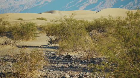 Einzelner-Rabe-Auf-Der-Suche-Nach-Nahrung-Auf-Dem-Boden-Neben-Sträuchern-Im-Death-Valley