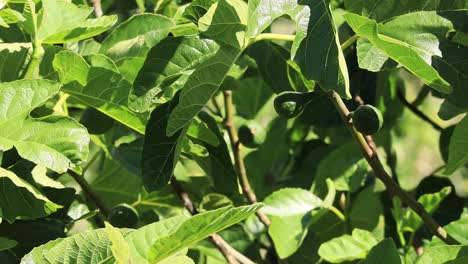 Close-up-of-three-green-figs-bouncing-among-the-sun-and-shadows-on-a-branch-of-an-Oregon-Fig-Tree-in-June