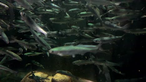 shoal fish at kamon aquarium, japan