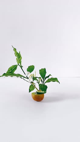 floral arrangement in kiwi half