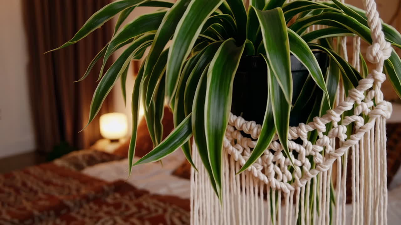 Boho-Style Spider Plant in a Macrame Hanger