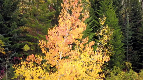 toma de grúa, antena ascendente de la ladera de la montaña de colorado con árboles de álamo temblón, follaje de otoño y árboles de hoja perenne