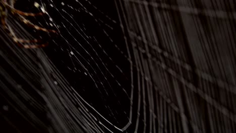 spider in the middle of the spider web