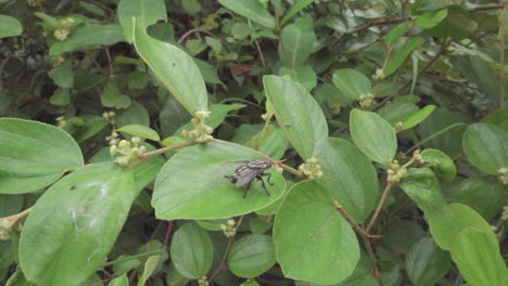 Eine-Fliege,-Die-Auf-Einem-Blatt-In-Der-Natur-Sitzt