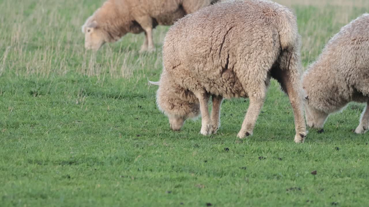 양 들 이 푸른 들판 에서 평화롭게 먹이를 먹고 있다