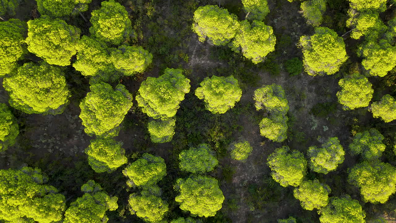 copas de los árboles del bosque de pinos de piedra en españa - vista aérea de arriba hacia abajo con vuelta de giro