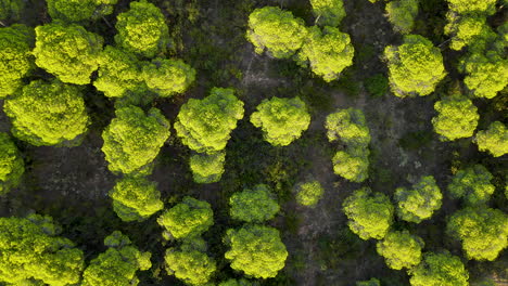 stone pine tree forest treetops in spain - aerial top down view with spin turn around