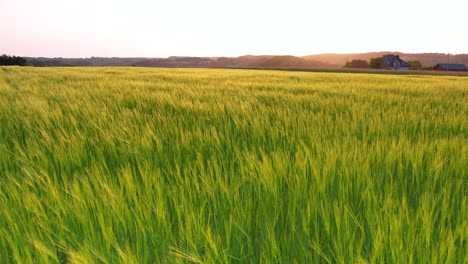 aerial backwards view of green expanse of wheat fields