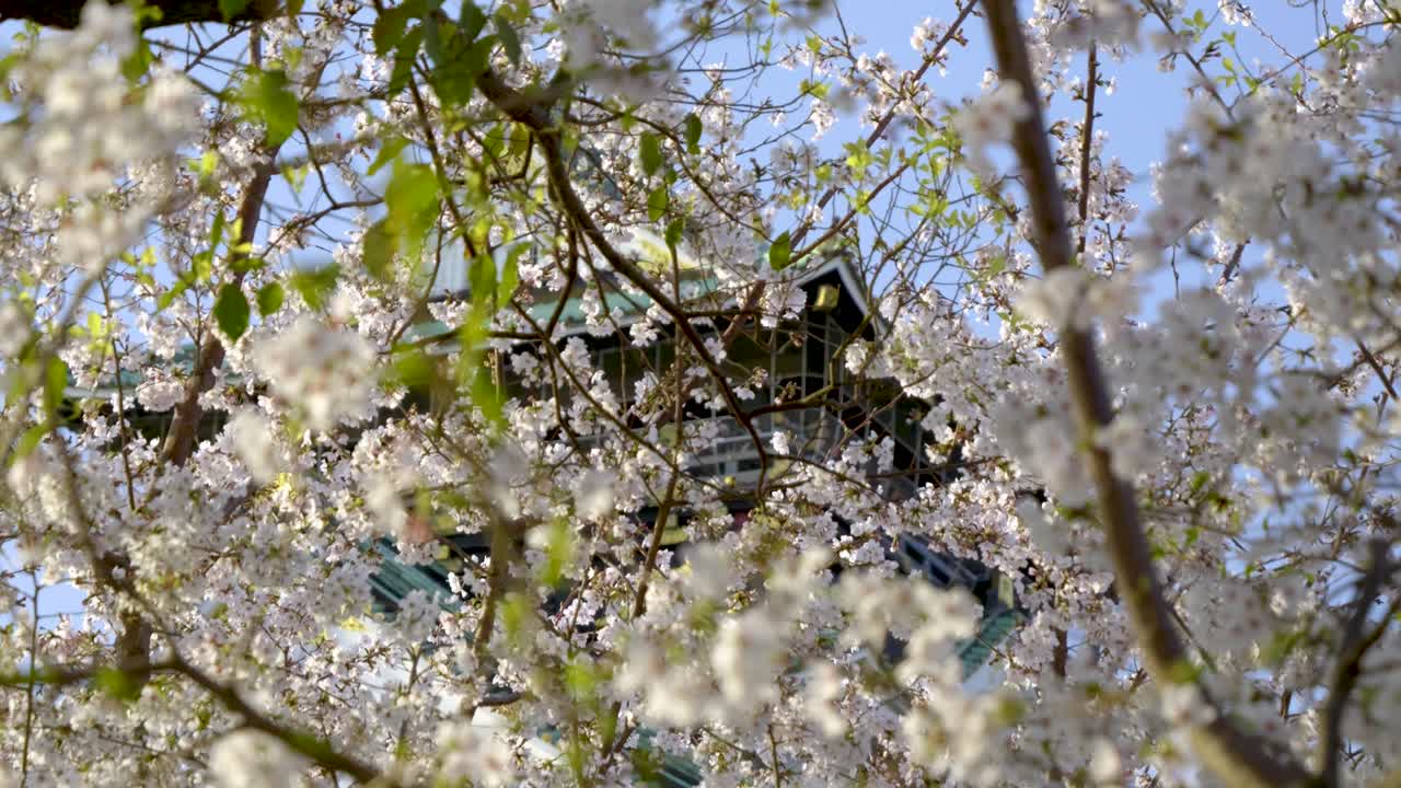 Incredible cinematic slider over Osaka castle with cherry blossom trees
