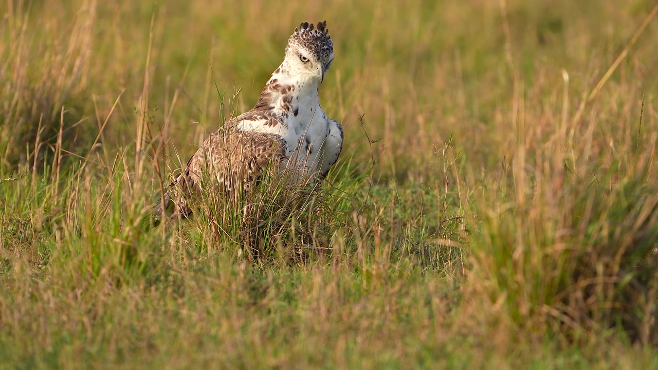 Oiseau de proie africain rare se tenant tranquillement dans la savane lors d'un safari.
