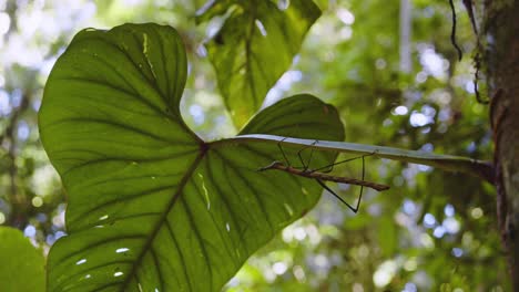 deleitando el entorno alrededor del insecto palo gigante balanceándose debajo de la hoja