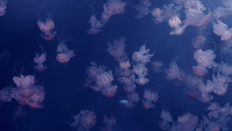 jellyfish in aquarium