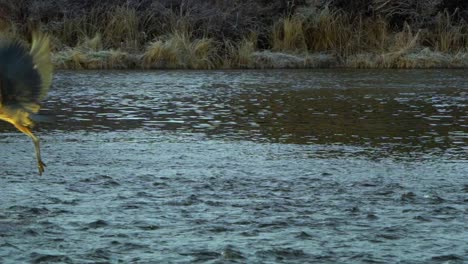 Slow-motion-of-great-blue-heron-taking-off-in-flight-in-a-river