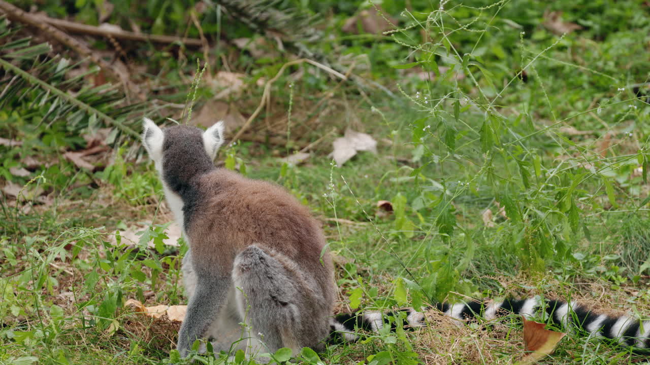 Ring-Tailed Lemur in the Wild