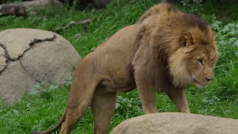 Der-König-Des-Dschungels,-Männlicher-Löwe,-Tritt-In-Zeitlupe-Auf-Felsen