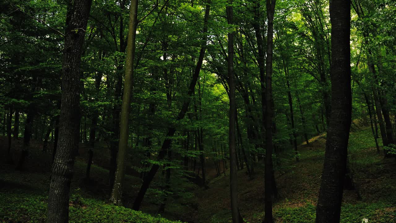 filmati 4k del sole che splende attraverso la foresta verde in primavera