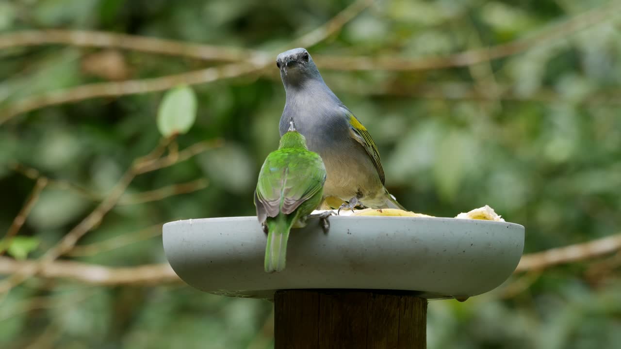 Angry bird scare away other birds from feeder