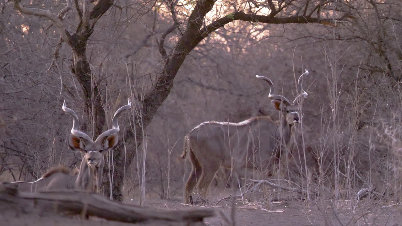 el sol se pone detrás de dos toros kudu que se paran frente a un árbol y miran a lo lejos antes de salir del cuadro