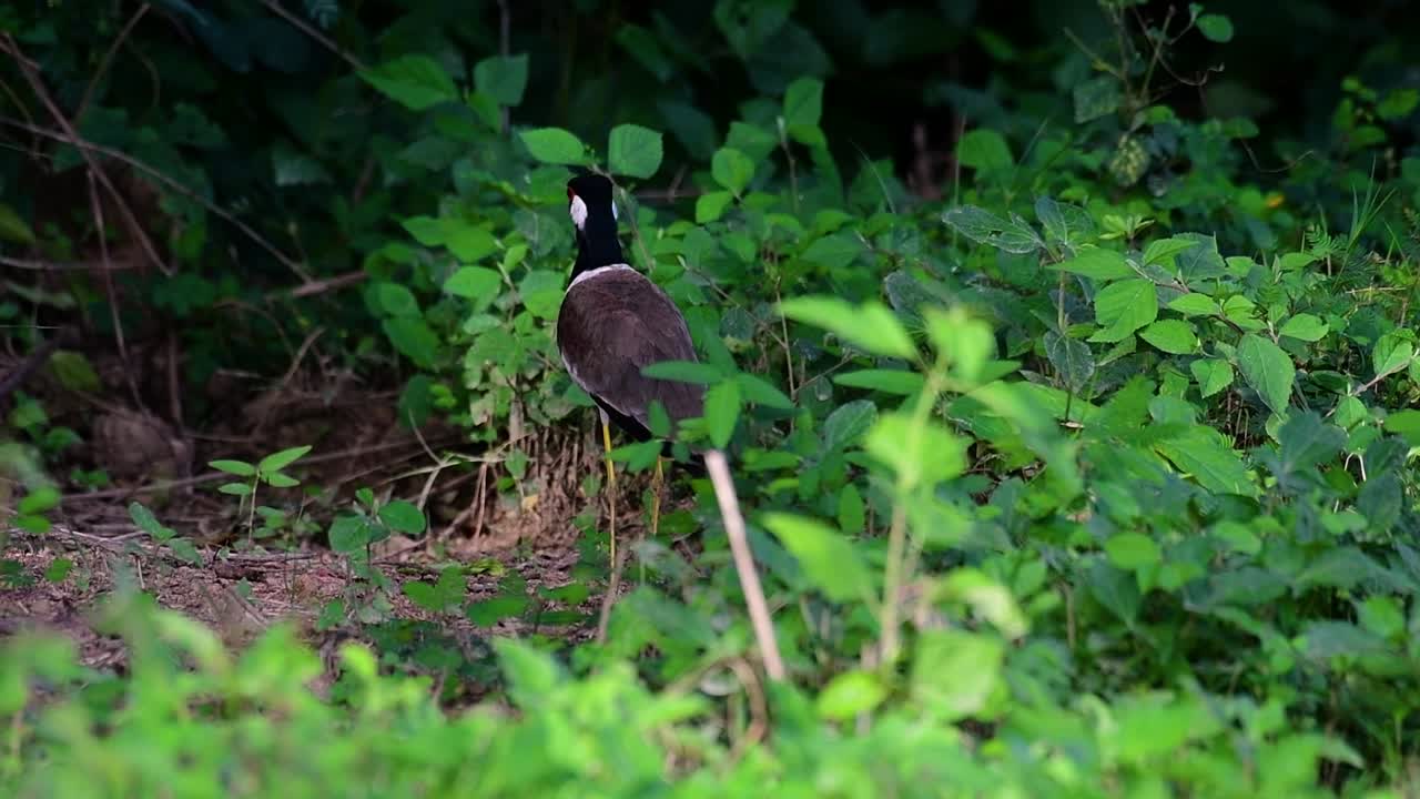 el avefría de barbas rojas es una de las aves más comunes de tailandia