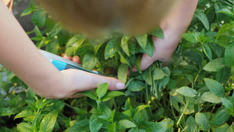 Top-View-Of-A-Farmer-Plucking-Mint-Leaves-For-Cooking-Ingredients-And-Soft-Drinks