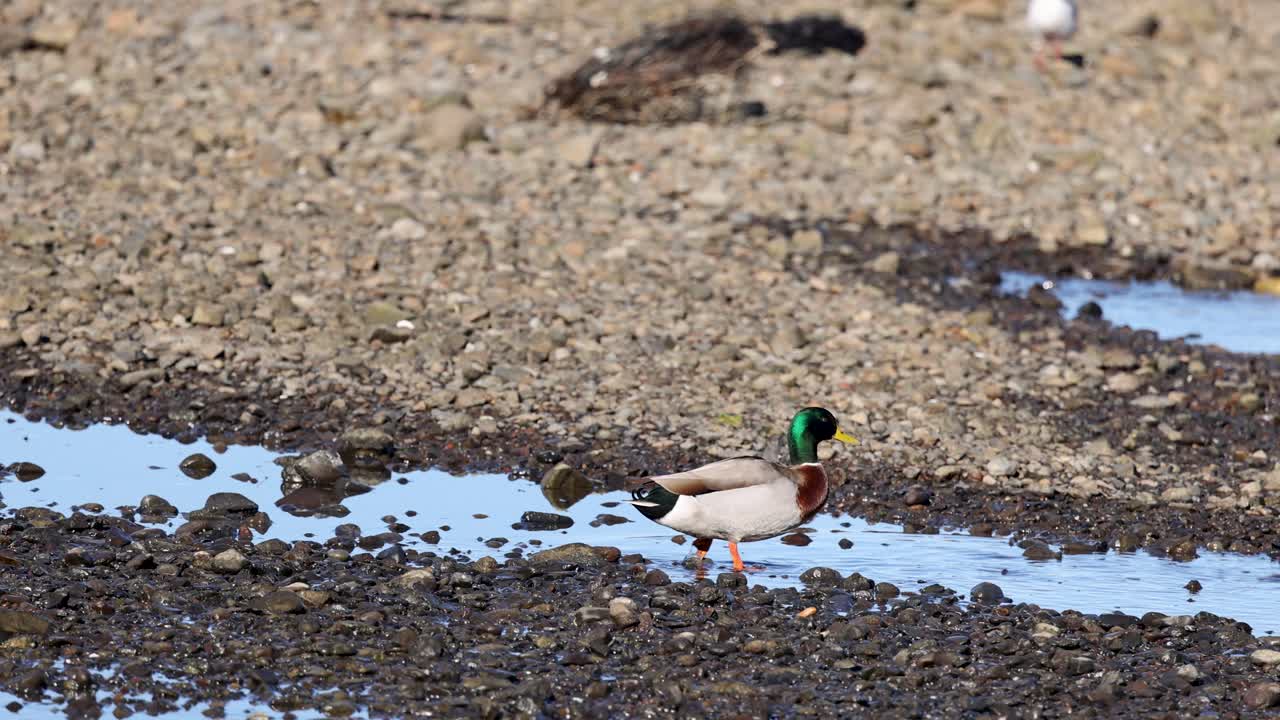 A mallard duck walks along a rocky shoreline in Akaroa, New Zealand, under natural daylight, showcasing serene wildlife behavior