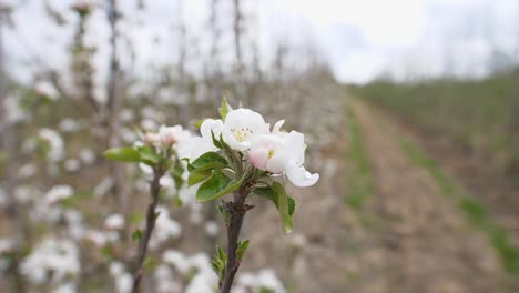 White Apple blossom close up with background of apple tree orchard with rows of trees