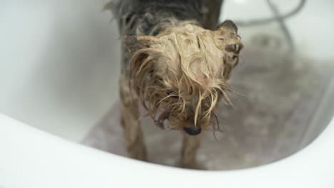 un pequeño perro de york tomando un baño.