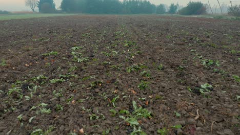 Pumpkin-field-after-harvest-at-misty-autumn-morning-in-Central-Europe