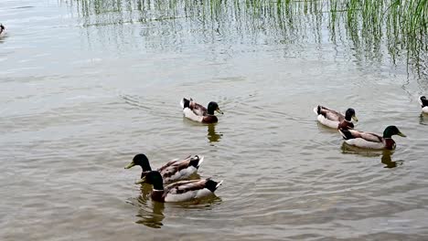 Grupo-De-Patos-Mallard-Cerca-De-La-Orilla-Del-Lago