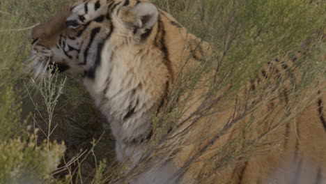 Close-up-tiger-looking-around-while-hunting