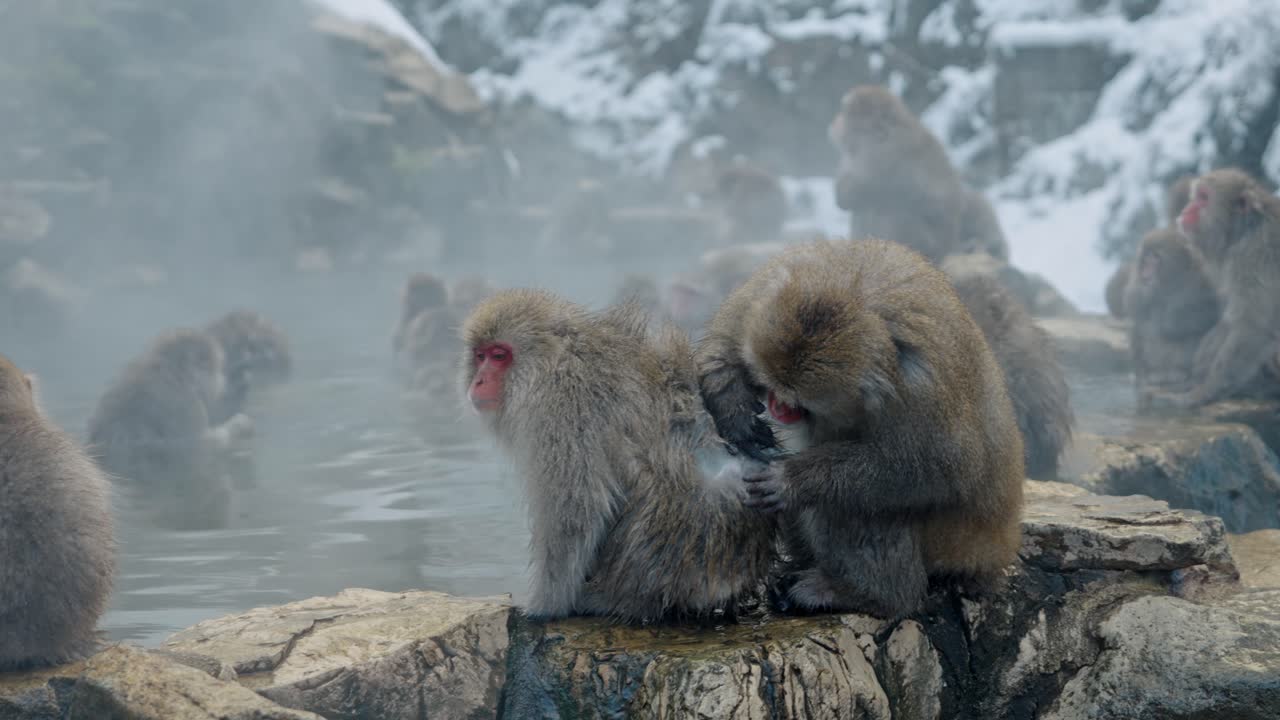 исследуйте динамичный мир снежных обезьян в джигокудани онсен через потрясающий панорамный кадр, который раскрывает их повседневную жизнь.