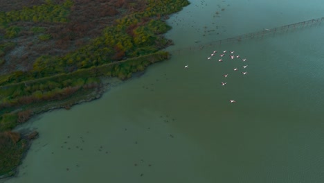 flamencos en una laguna de sabana de aguas poco profundas en cámara lenta