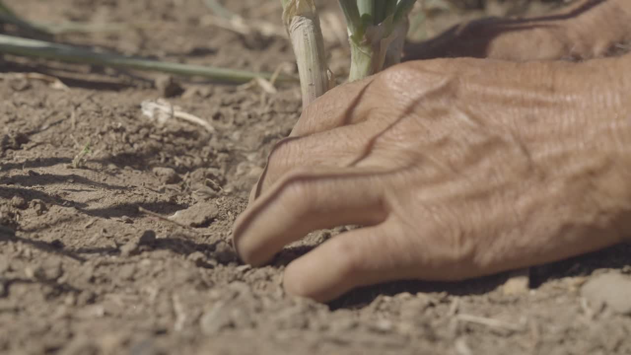 manos plantando planta en el campo