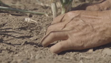 Manos-Plantando-Planta-En-El-Campo