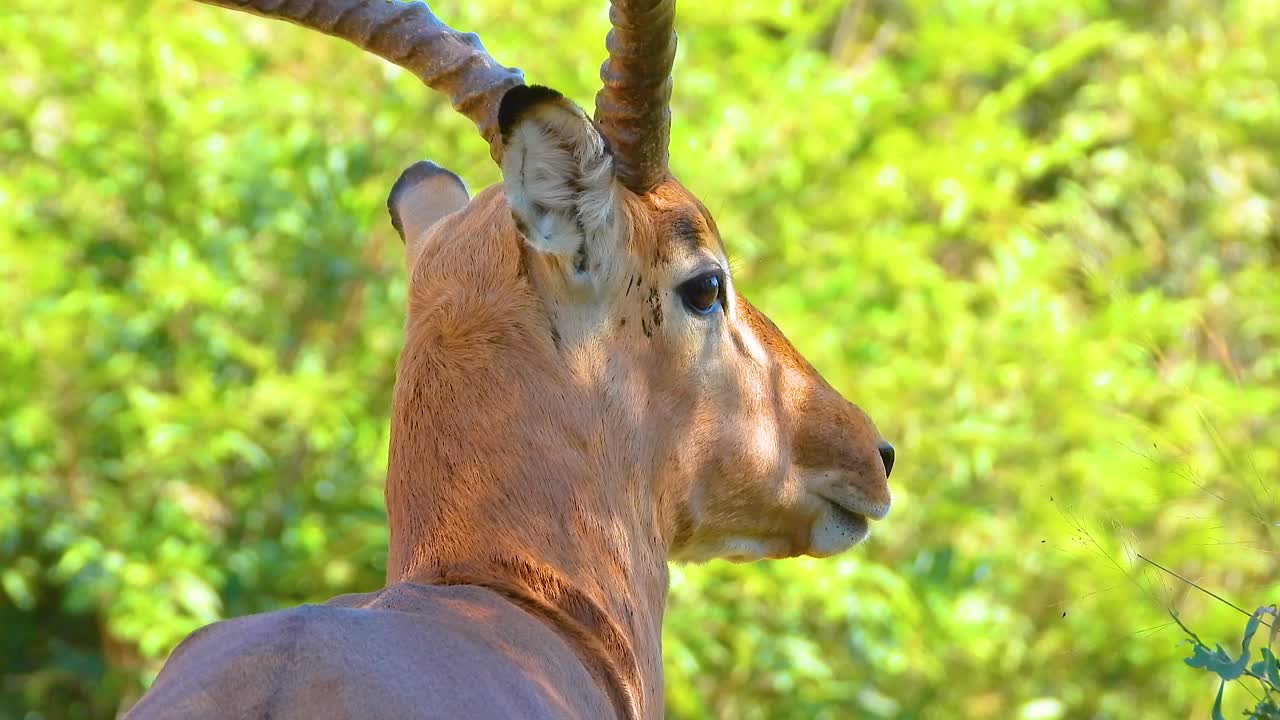 African antelope looking back and walking away, Kruger National Park, South Africa.