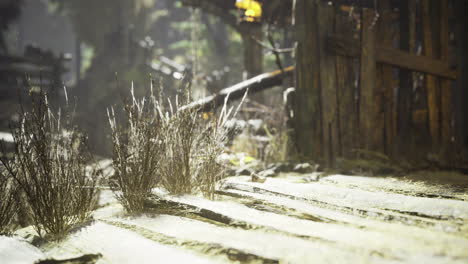 overgrown wooden path in a serene forest environment during daytime