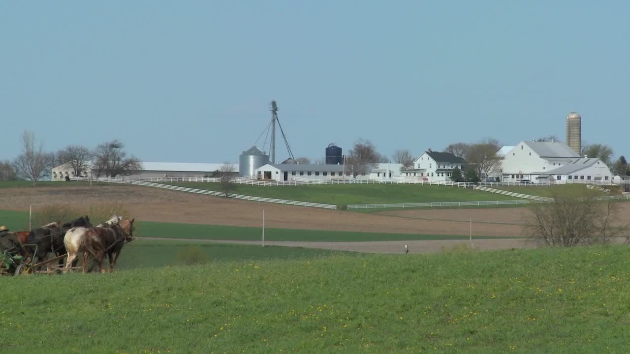 un granjero amish usa caballos para arar sus campos 2