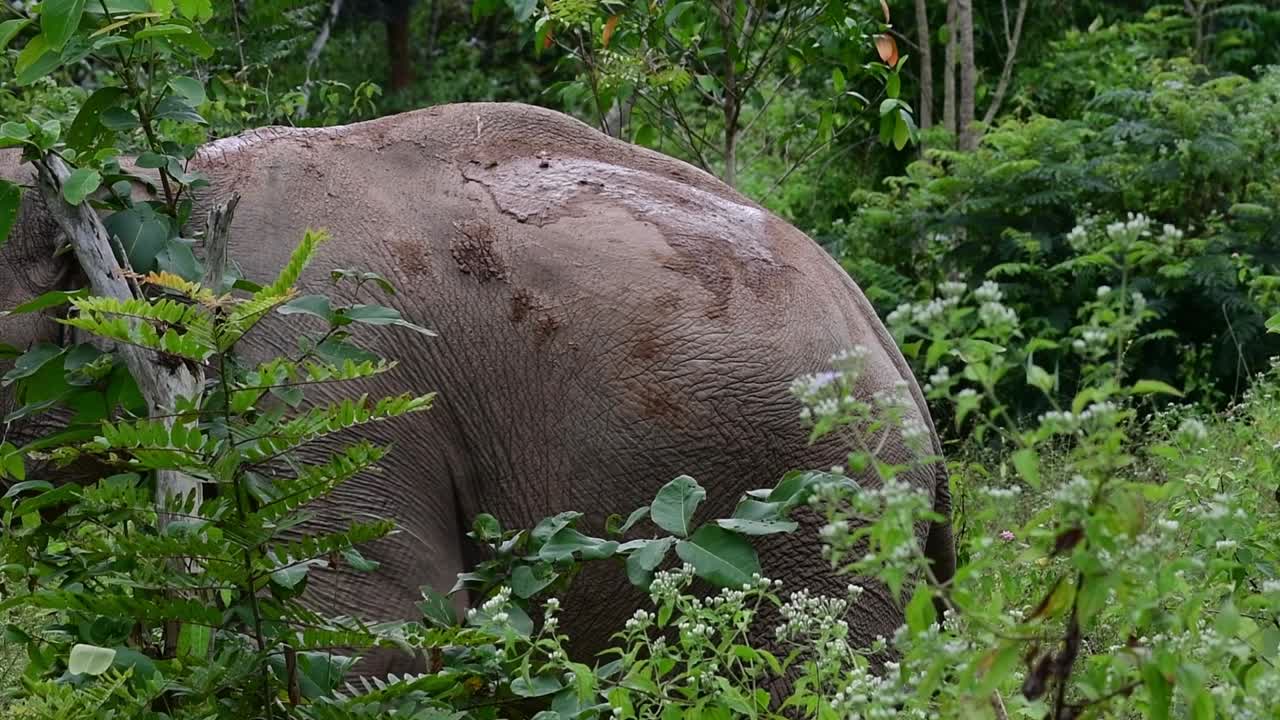 아시아 코끼리는 멸종 위기 종이며 태국 거주자이기도합니다.
