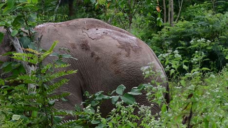 Los-Elefantes-Asiáticos-Son-Especies-En-Peligro-De-Extinción-Y-También-Son-Residentes-De-Tailandia